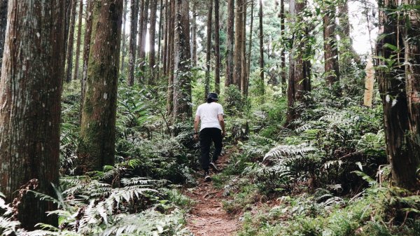 油羅山・羅山林道｜豪華露營、悠閒健行1043977