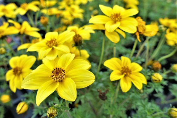 2021桃園彩色海芋季1346792