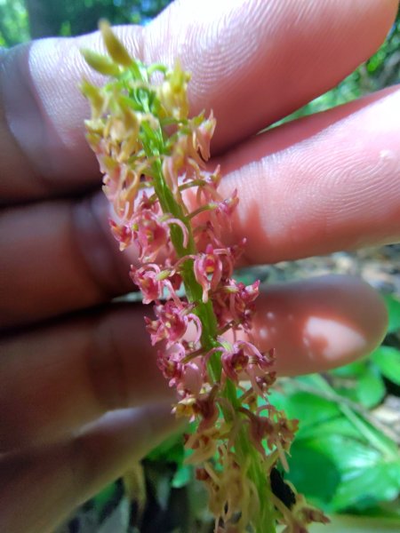 九彎仔步道2816556