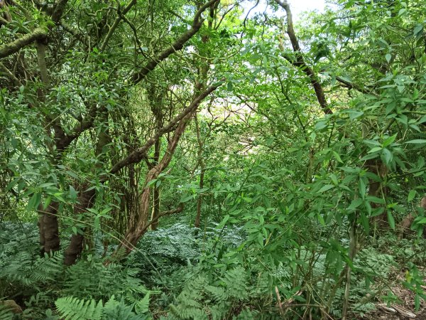 微笑山線大棟山系百年大榕樹段+大湖坑步道2981057