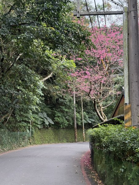 1150206天上山及硬漢嶺2999143