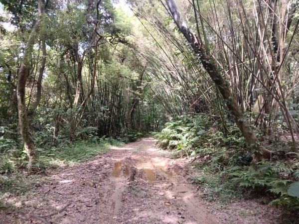 汐止區夢湖保線路+單車夢湖路O型2894082