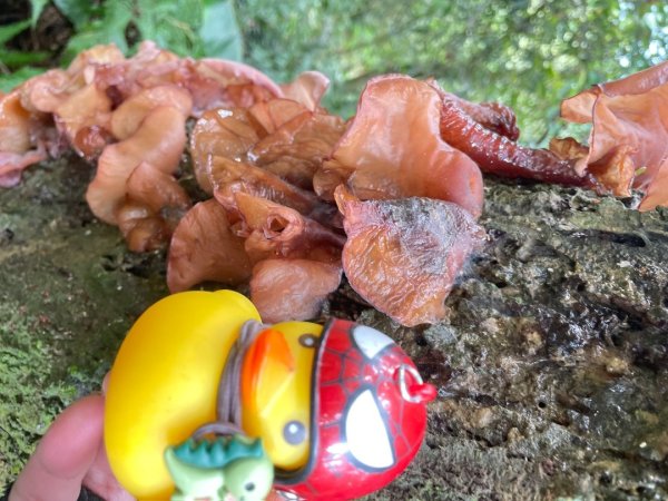 銀河洞越嶺貓空-新高麗坑山-銀獅縱走-猴山岳群峰+三條魚縱走3033526