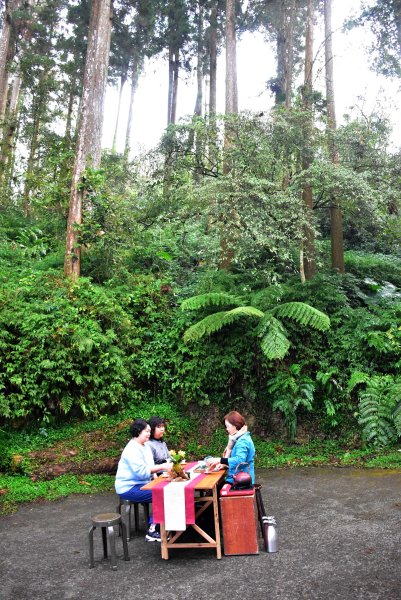 2026.02.07~02.08阿里山健行 & 阿里山石棹森林茶席(嘉義/登山/JRJ紀錄分3010623
