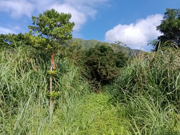 瑞芳區驚險驚嚇+短暫迷途的半屏大瀑布(瀑布稜)+小錐麓古道2886046