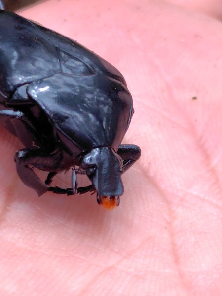 關刀山西峰 關刀山 關刀山東峰 西關刀山北峰 西關刀山北北峰2891013