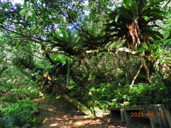 新北 瑞芳 烏塗窟山、獅子嘴奇岩1414851