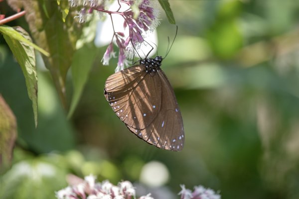 南澳/朝陽國家步道2751971