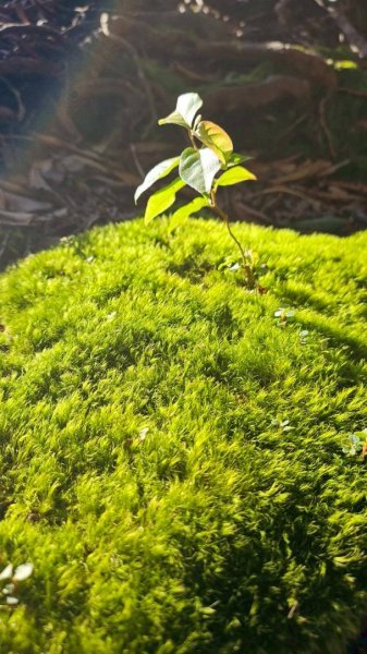 20251106北大武山步道☁️ 喜多麗雲海2931349