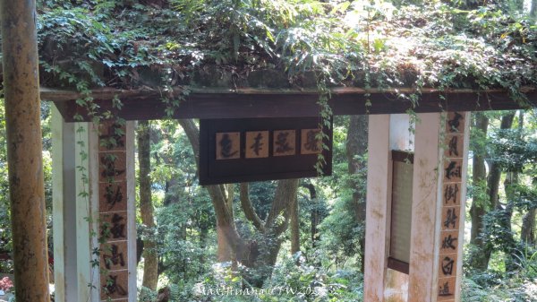 《苗栗》古道柳杉｜雲洞宮鳴鳳古道南長城步道登三湖山202505022777113