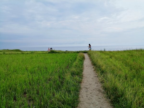 綠色稻田一路向海去。 新社梯田733638