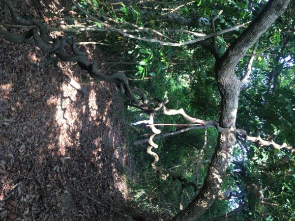 糖子恩山（鐵谷山宮2752023