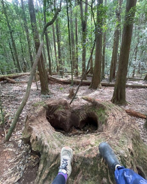 尖石🌳羅山林道野營-油羅山-竹苗小百岳3133070