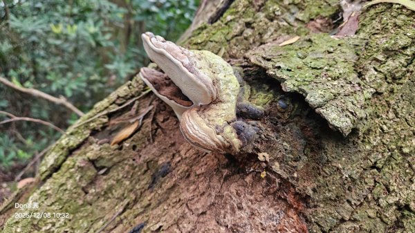 20251208雞寮坑山南稜線O走+鹿寮坑濕地賞景採果2969026