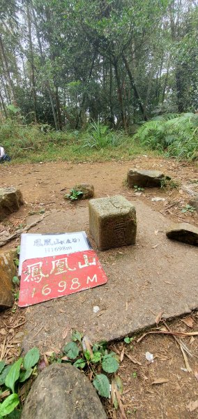 2023-11-25溪頭鳳凰山步道2360998