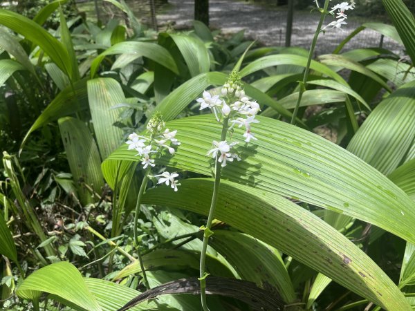 2025_0712 福山植物園2836345
