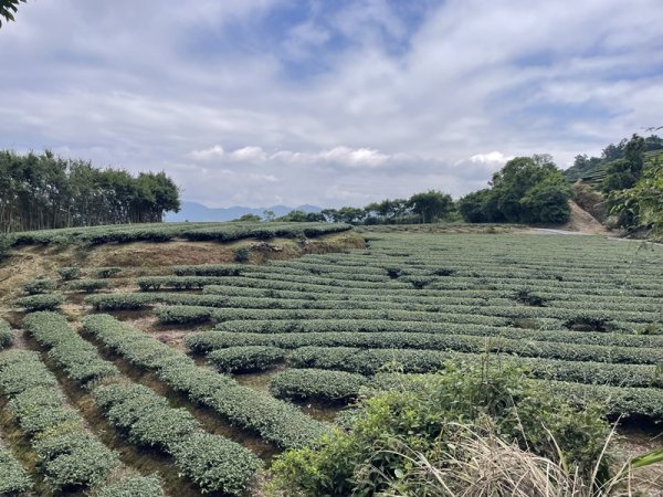 司公髻尾山2802991