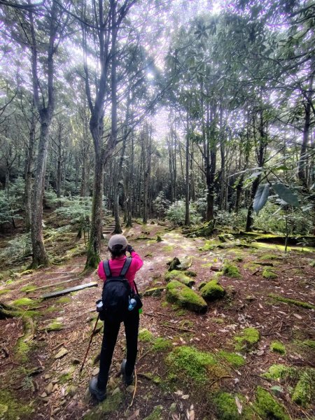 稍來小雪山國家步道、船型山、鞍馬山、鞍馬山東北峰、天池、雪山神木2799844