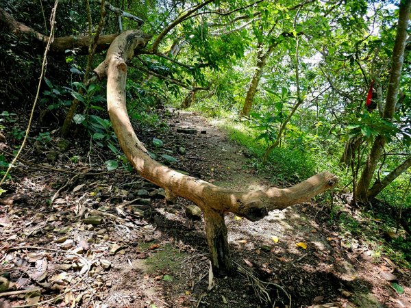 三腳南山-小百岳#65-嘉義縣大埔鄉2788690