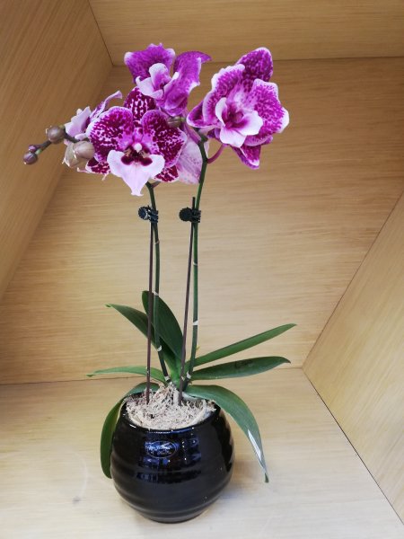 台中花博~后里馬場、花舞館550943