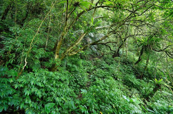 新北 烏來 下阿玉山2821600