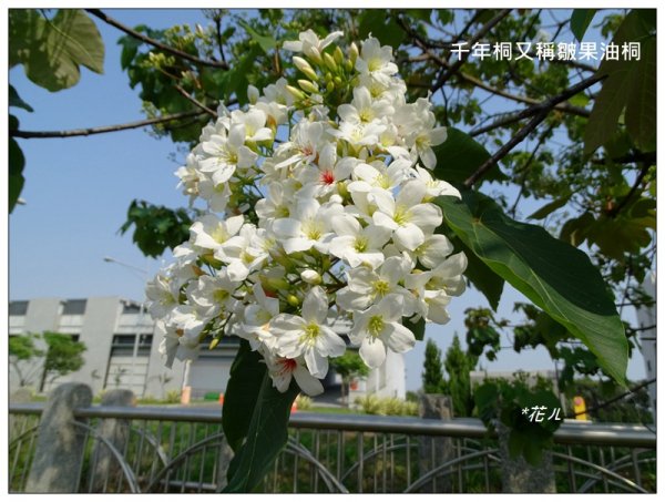 東海大學/三年桐花開911142