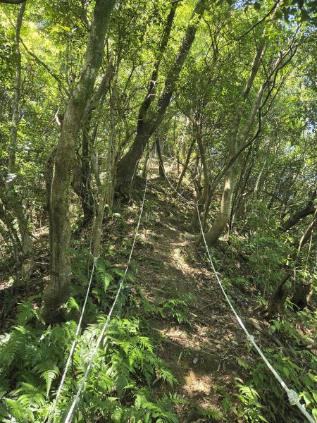 20260702中坑西山-仿山坑山-火燒寮古道下媚子寮3082285
