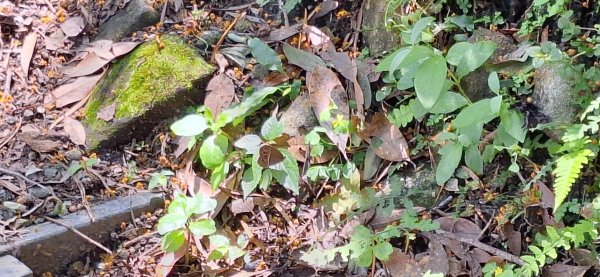 【2024觀音觀鷹尋寶任務】一日走完七條步道完成!2508410