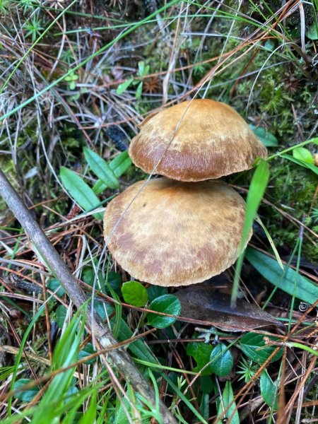 塔塔加黑森林2668042