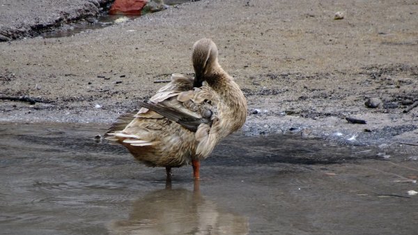 新北投、龍鳳谷、湖山、天母古道2042490