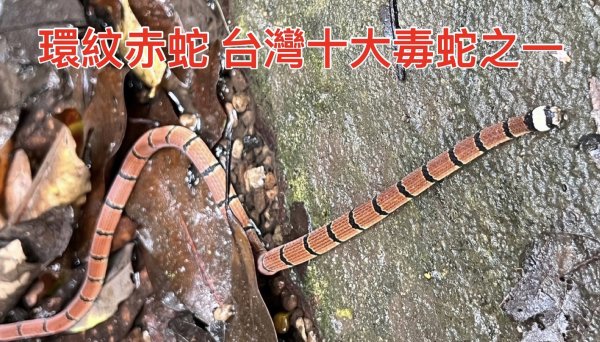 環紋赤蛇 貴子坑遇見美麗與哀愁 台灣十大毒蛇之一 無蛇毒血清 罕見保育類動物
