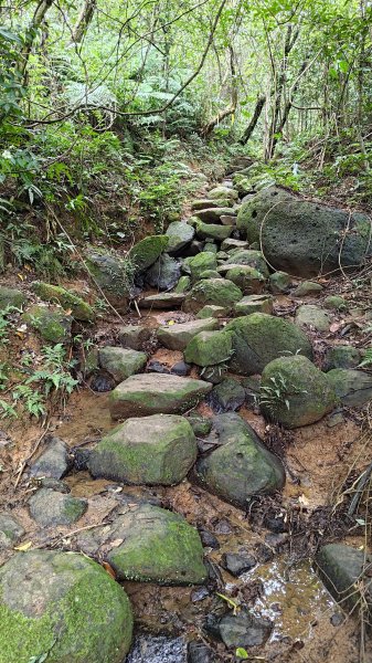 楊廷理古道2814630