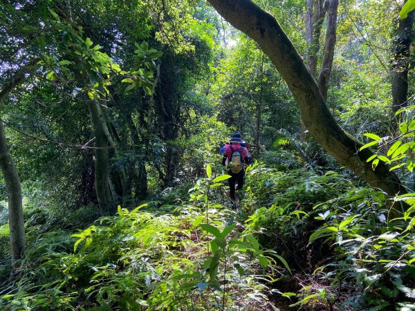 飛沙縱走 飛鳳山至沙坑山 健行筆記