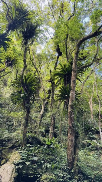 20250629三峽雲森瀑布2837783