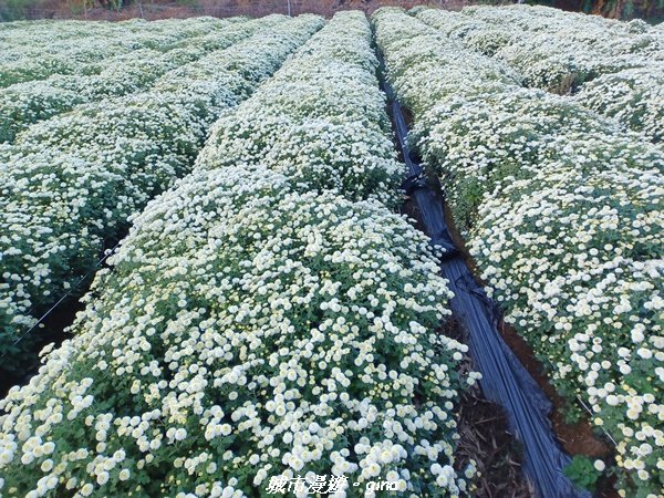 【苗栗銅鑼】健行賞花兩相宜。 銅鑼雙峰山x2023杭菊花季2355300