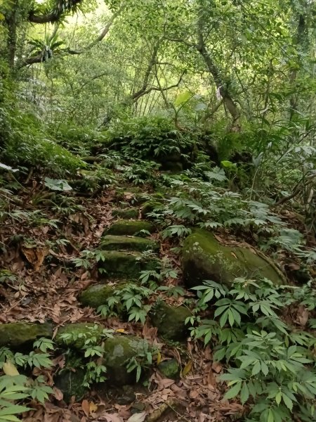 瑞芳區後凹古道+金字碑古道+三貂嶺山+三貂大崙O型2761697