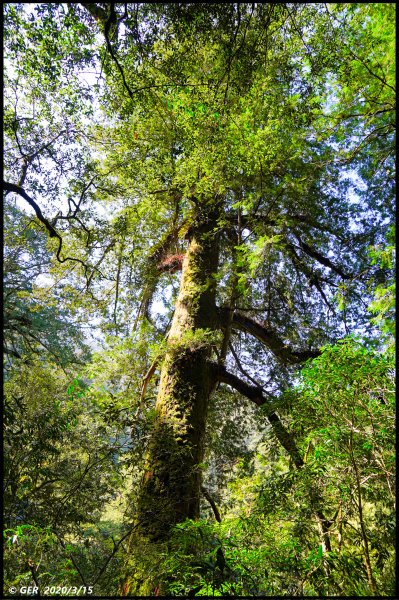 全台最大的紅檜森林 ~ 拉拉山巨木群885593