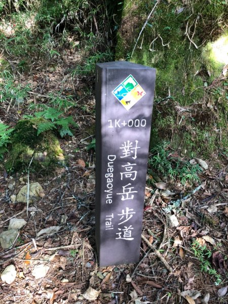 阿里山水山巨木、祝山觀日步道、對高岳步　726971