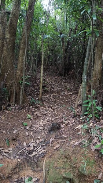 20250607 新竹竹東三山(樹杞林山 - 新具庄山 - 員崠子山)  O型2808881