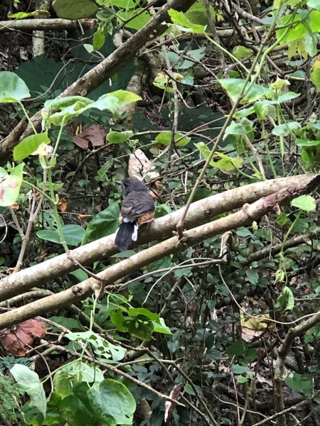 2020.10.01南壽山1119732