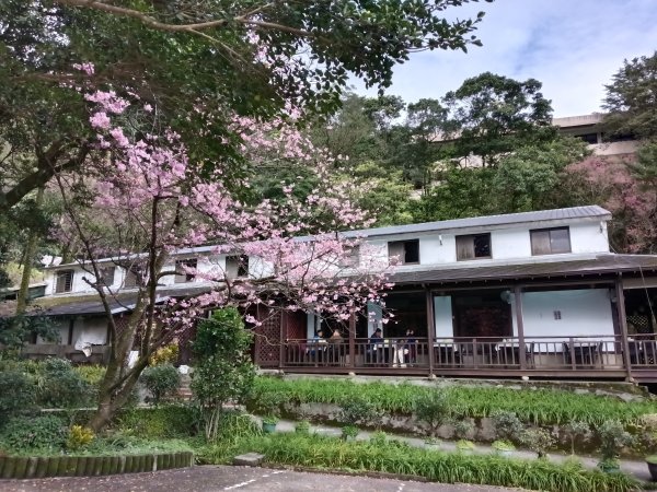 汐止區大尖山櫻花+秀峰瀑布O型3009416