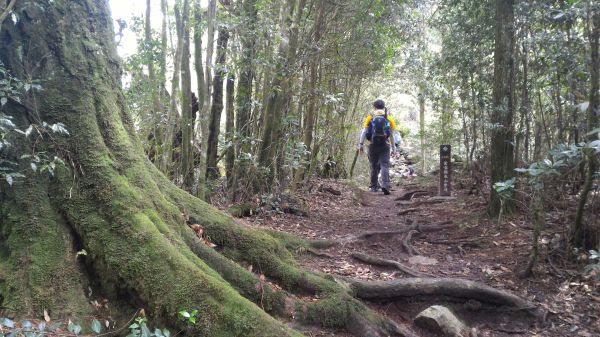 鳶嘴山、稍來山縱走107188