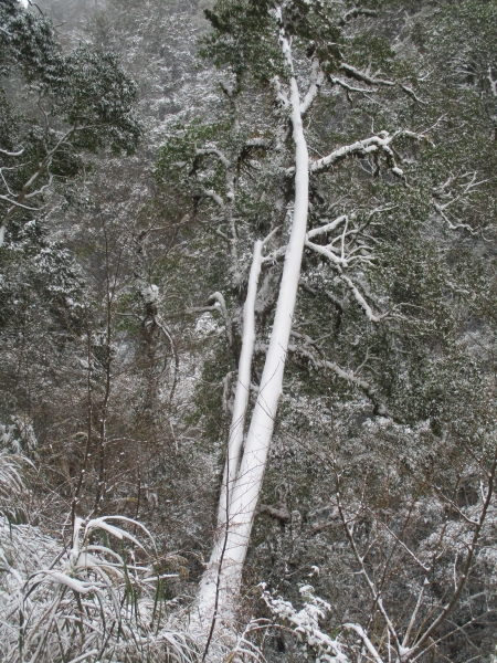 拉拉山之雪263085