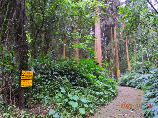 嘉義 阿里山 芙蓉山1486479