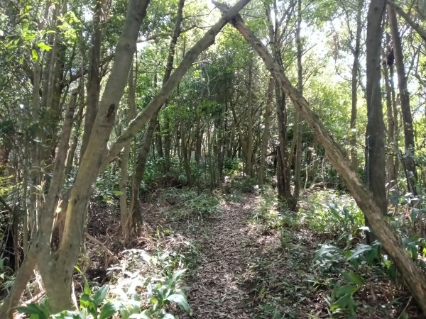 基隆市/萬里區界寮縱走之三界山+三界山西峰+開眼尖山+七分寮山+瑪七產道山泉水接水亭2979581