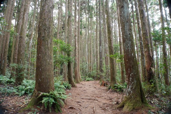 新竹 五峰 野馬瞰山2924662