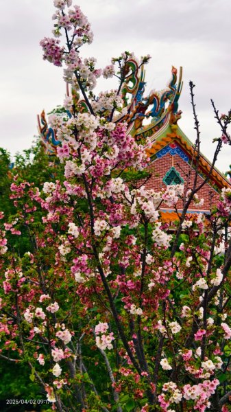 #綠繡眼 訪花 #吉野櫻 #天元宮 #楓樹湖 03162750791