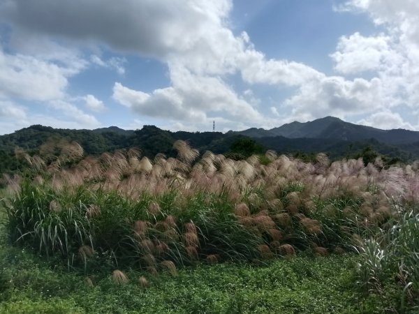 雙溪區冬陽下閃閃菅芒花2949406