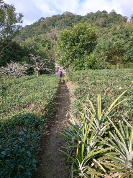 雷公埤山-鱷魚島觀景-小格頭獅頭山2001539