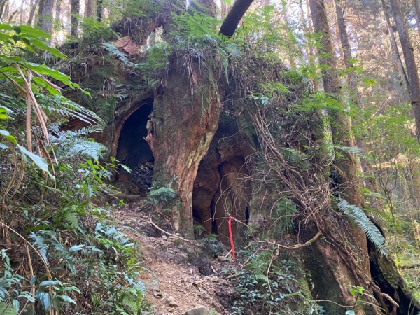 溪頭九連峰接金柑樹山2024379